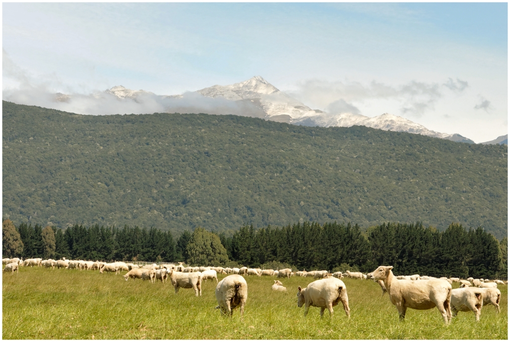 06 -Te Anau (12).jpg